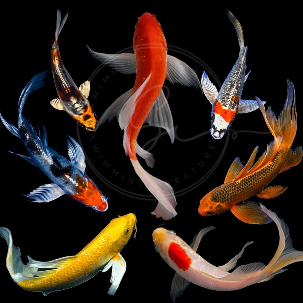 Aquarium Fish In Pond - Разноцветные живые карпы кои для прудов