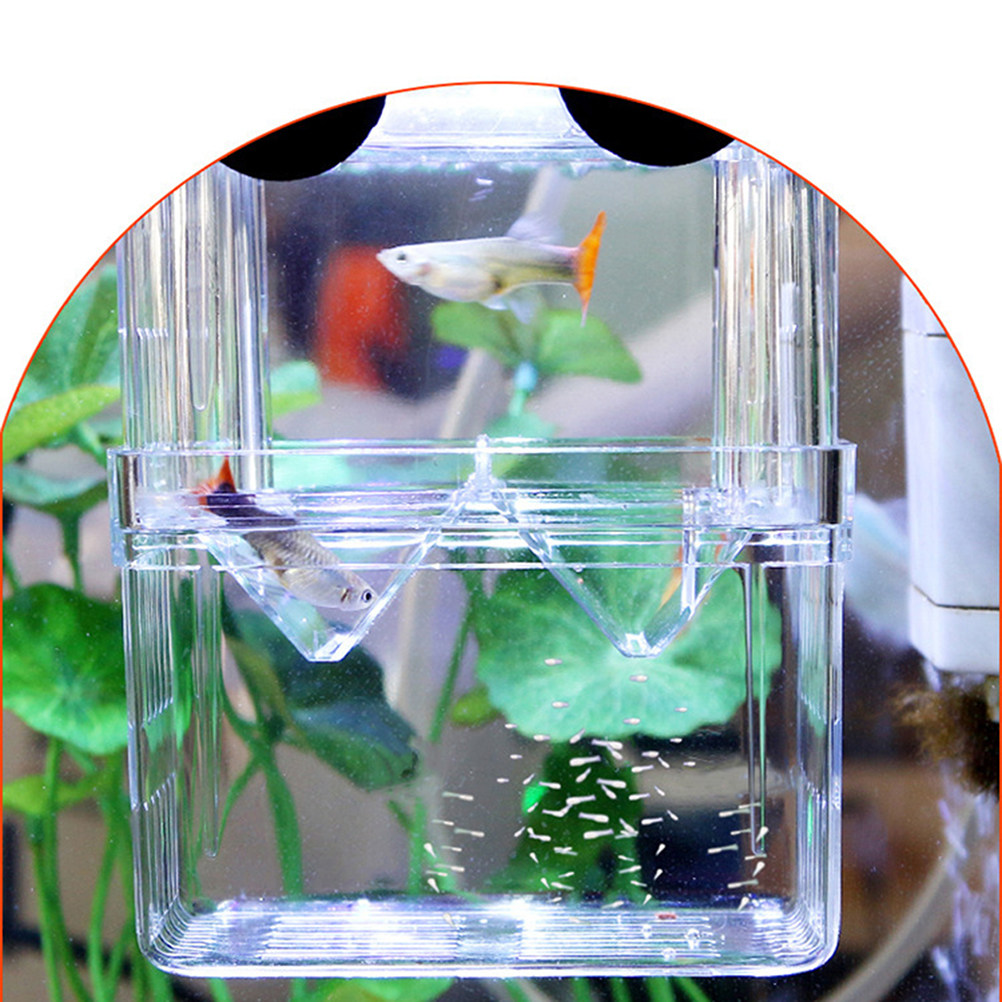 Aquarium Fish Rate - Прозрачный бокс для разведения живородных рыб: