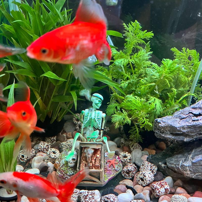 Аквариум, аэробный пейзаж, пуз – обзор и цена Aquarium Fish Only