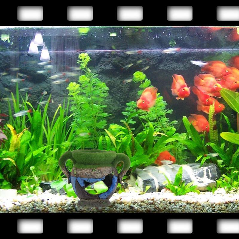 1 шт., ваза из смолы с мхом, а – обзор и цена Aquarium Fish Tank Price