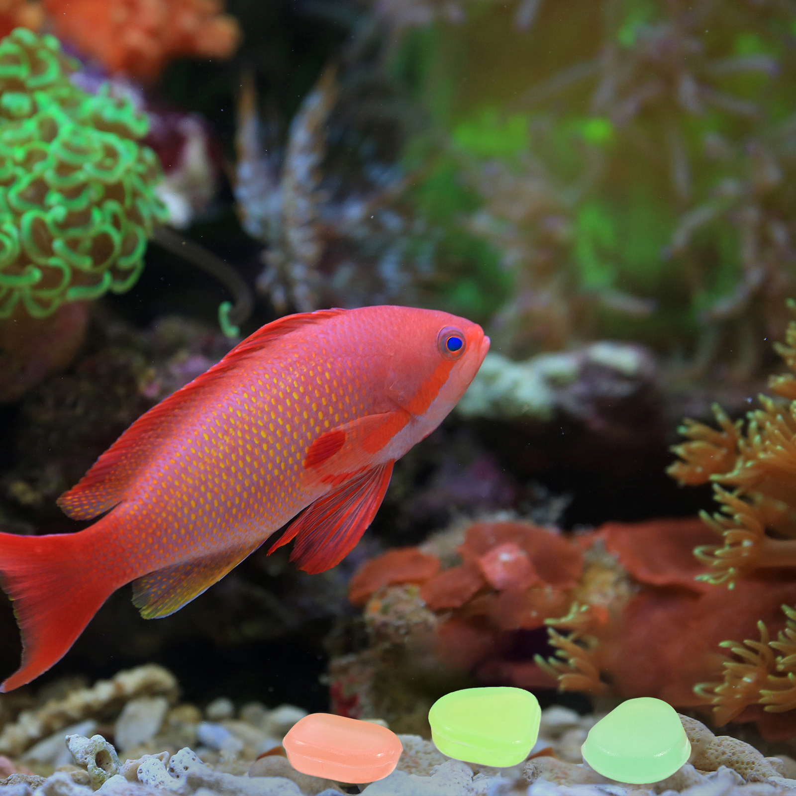 400 шт. светящихся в темноте к – обзор и цена Aquarium Fish Glow In The Dark