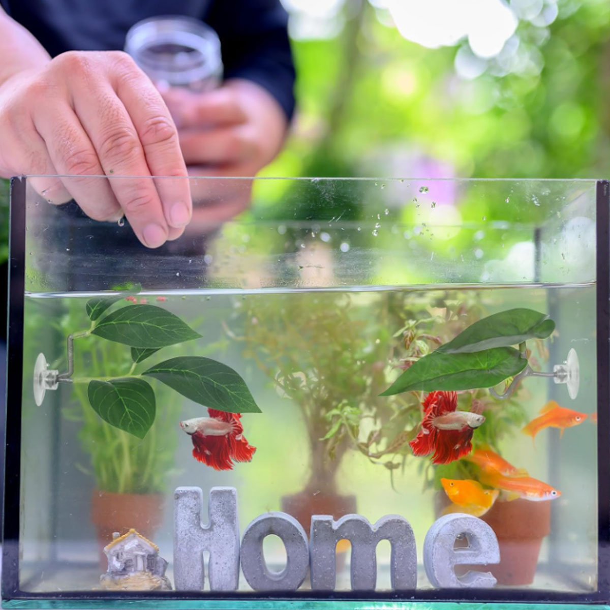 1 шт. Гамак для рыбок Бетта, м – обзор и цена Aquarium Fish Only